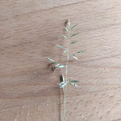 Eragrostis barrelieri — flower