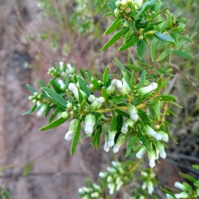 Baccharis dracunculifolia — flower
