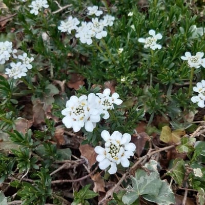 Iberis saxatilis — flower