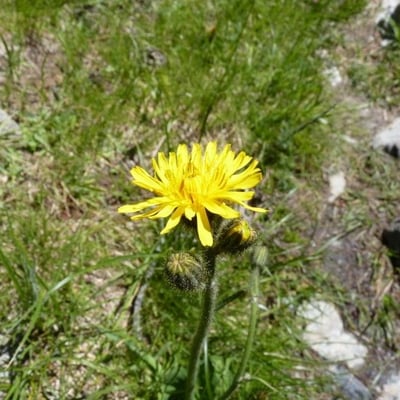 Willemetia stipitata — flower