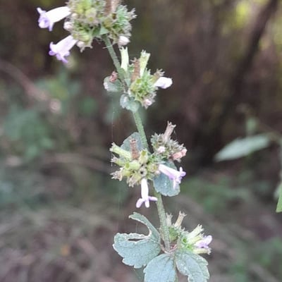 Cantinoa mutabilis — flower