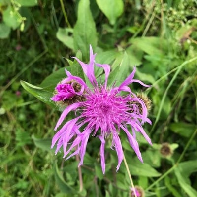 Centaurea nervosa — flower
