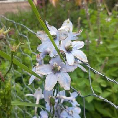 Delphinium carolinianum — flower