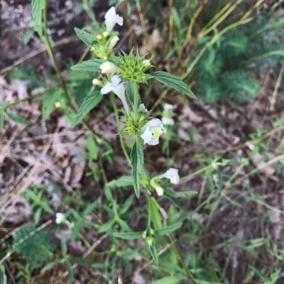 Galeopsis segetum — flower