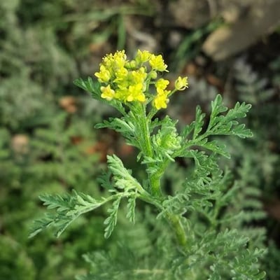 Descurainia pinnata — flower