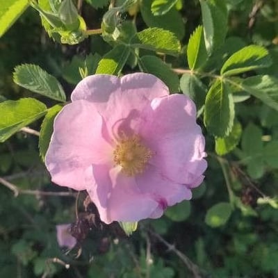 Rosa woodsii — flower