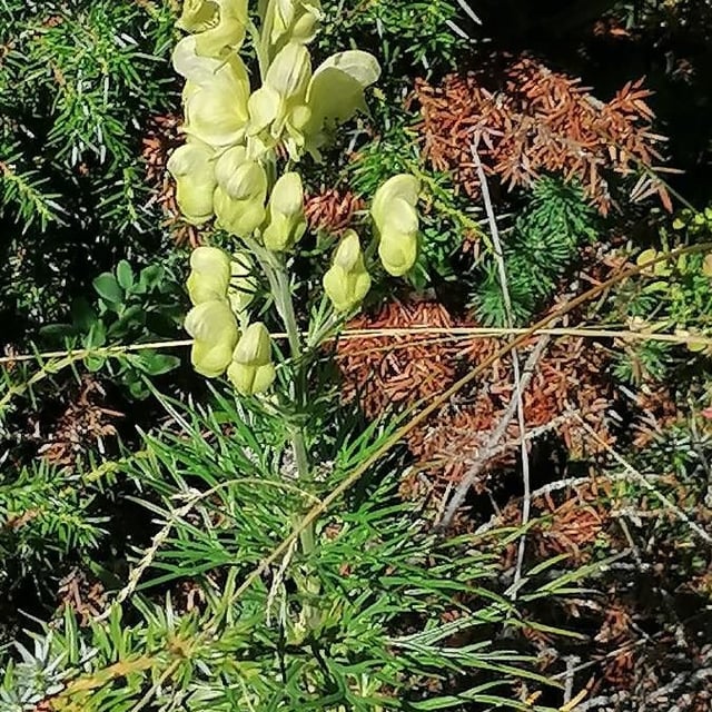 Aconitum anthora — flower