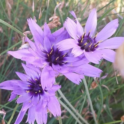 Catananche caerulea — flower