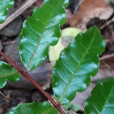 Zanthoxylum caribaeum — leaf