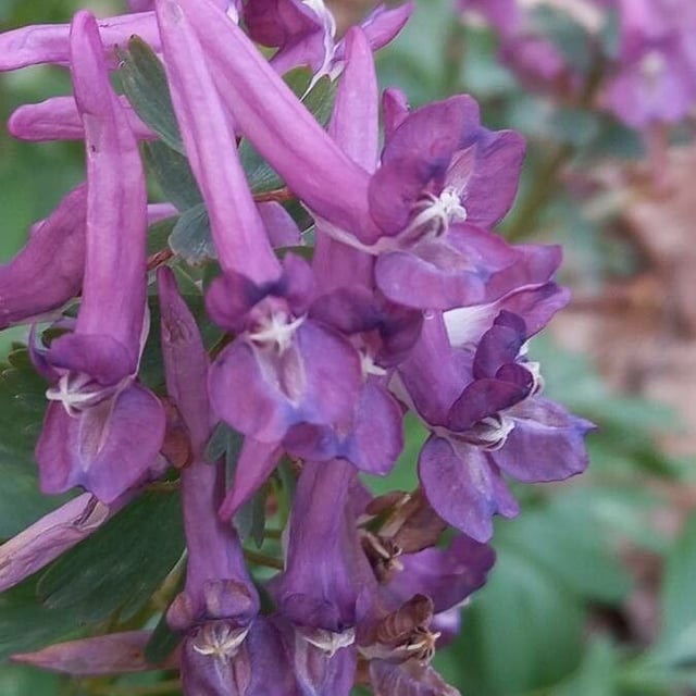 Corydalis solida — flower