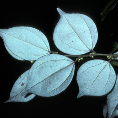Lindera aggregata — flower