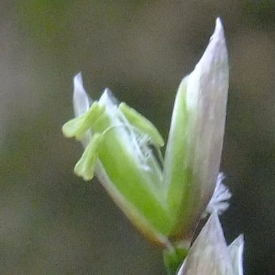 Melica uniflora — flower