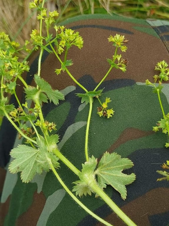 Gleaming lady's mantle