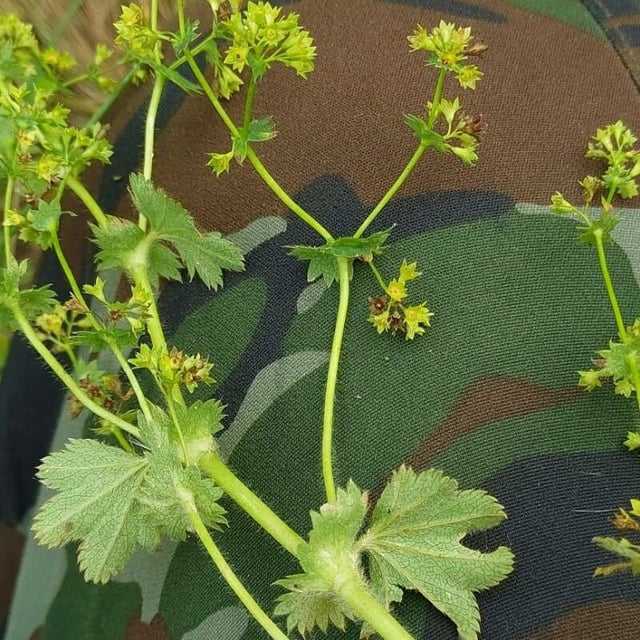 Alchemilla micans — flower