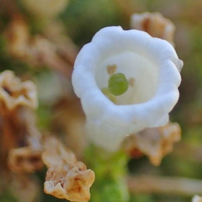 Fabiana imbricata — flower