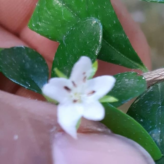 Randia aculeata — flower