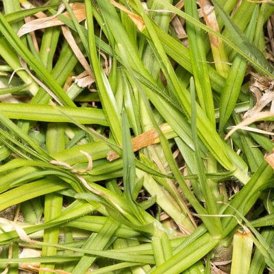 Cenchrus clandestinus — leaf
