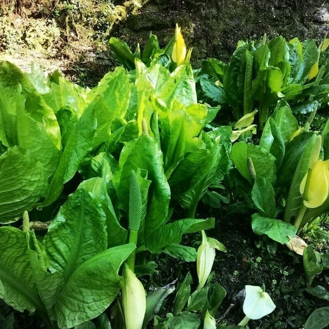 Lysichiton americanus — flower