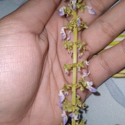 Plectranthus parviflorus — flower