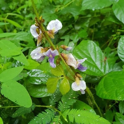 Calopogonium mucunoides — flower