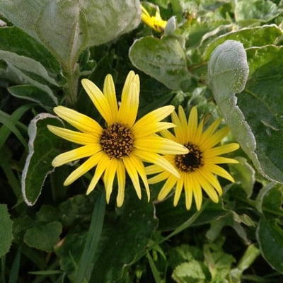Arctotheca calendula — flower