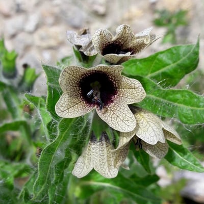 Hyoscyamus niger — flower