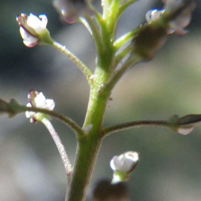 Teesdalia coronopifolia — flower