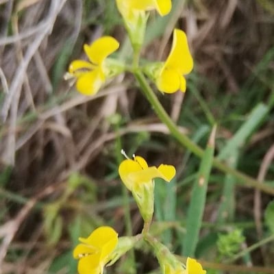 Scorpiurus muricatus — flower