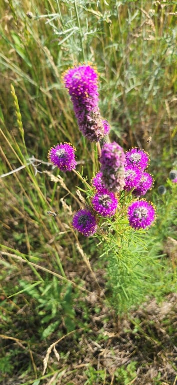 Purple prairie-clover