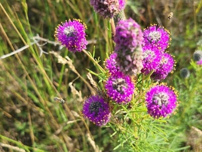 Purple prairie-clover