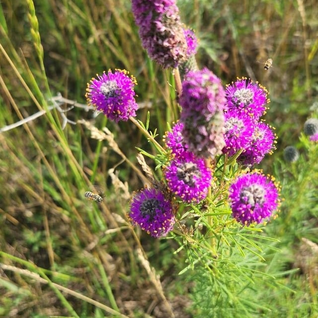 Dalea purpurea — flower