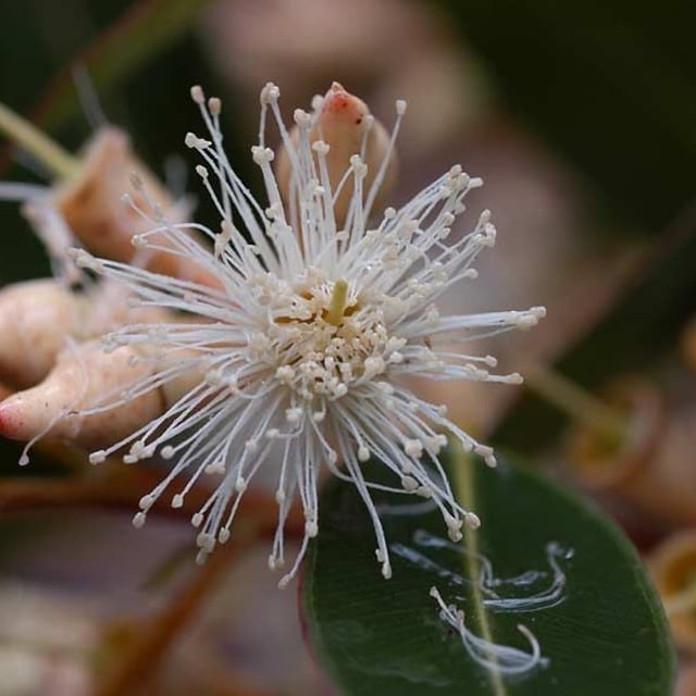 Eucalyptus robusta — flower