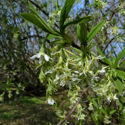 Oemleria cerasiformis — flower