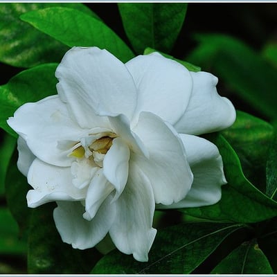 Gardenia jasminoides — flower