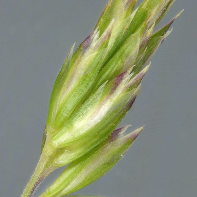 Koeleria macrantha — flower