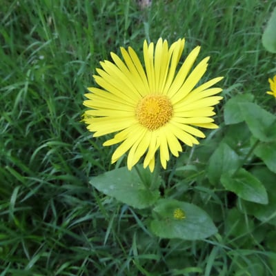 Doronicum pardalianches — flower