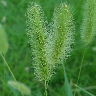 Setaria viridis — flower