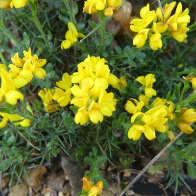Genista hispanica — flower
