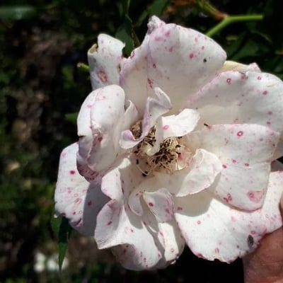Rosa rubiginosa — flower