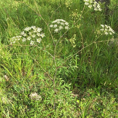 Cicuta maculata — flower
