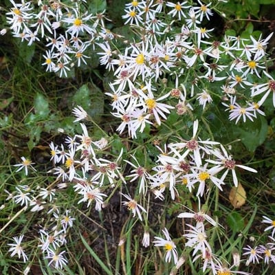 Eurybia macrophylla — flower
