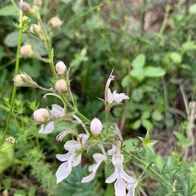Teucrium pseudochamaepitys — flower