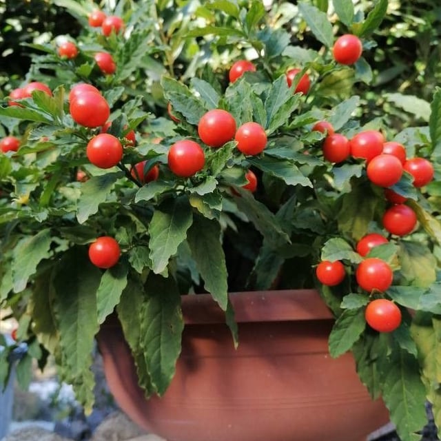 Solanum pseudocapsicum — flower