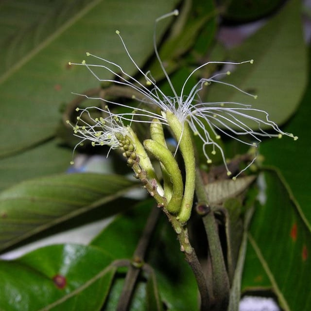 Inga thibaudiana — flower