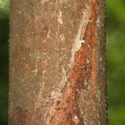 Aniba parviflora — bark