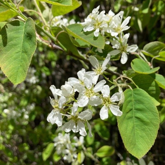 Amelanchier spicata — flower