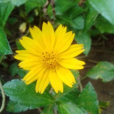 Sphagneticola trilobata — flower