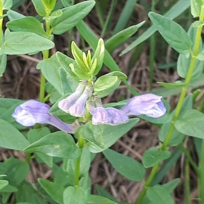 Scutellaria hastifolia — flower