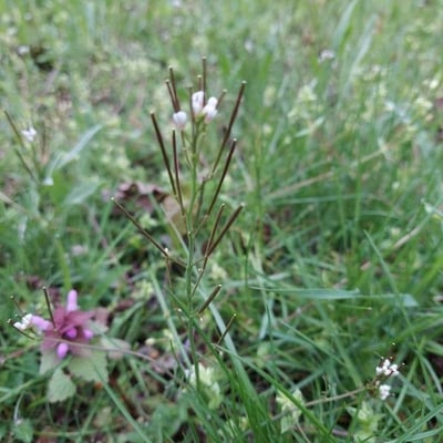 Cardamine impatiens — flower