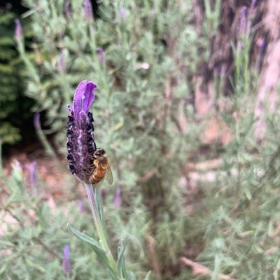 Lavandula pedunculata — flower